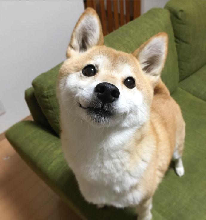 柴犬总是睡觉正常吗？怎么改善小狗狗嗜睡的毛病呢？