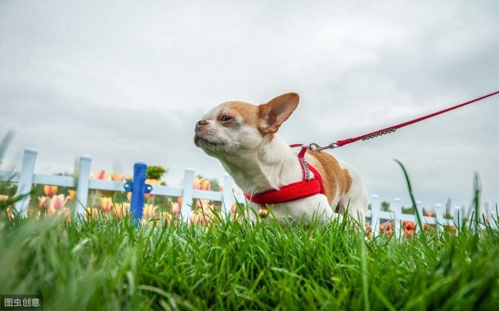 什么是犬球虫病？为何特别青睐幼犬？治疗时需注意什么问题