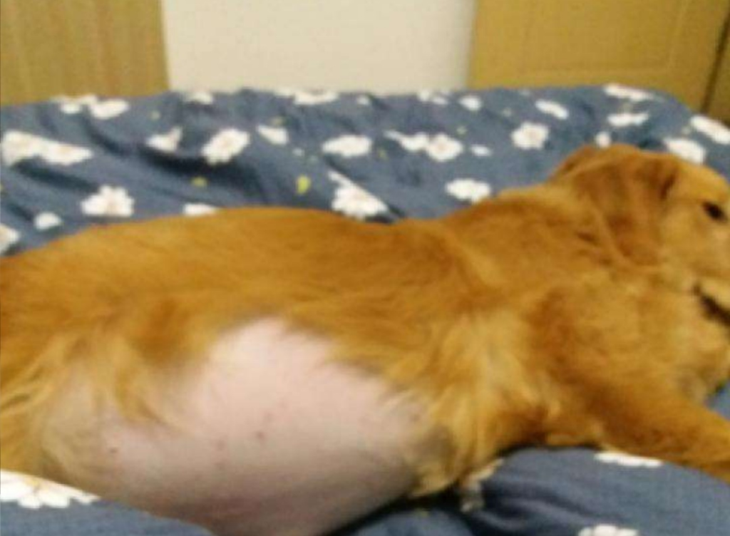 细小病毒必须使用犬血白蛋白吗?有代替品吗?宠物医生告诉你答案 细小病毒必须使用犬血白蛋白吗?有代替品吗?宠物医生告诉你答案