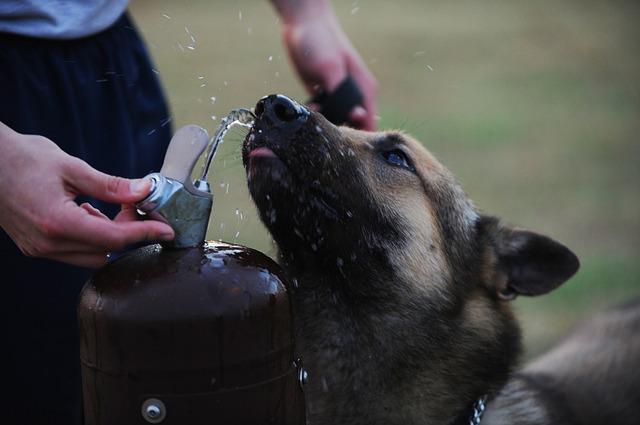 狗狗最近很口渴，突然大量喝水，它想告诉你什么？