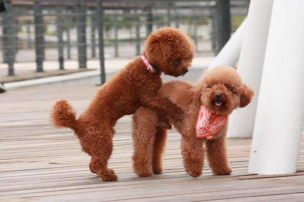 怎么阻止泰迪交配?泰迪犬交配时,千万不要将它们强行分开 怎么阻止泰迪交配?泰迪犬交配时,千万不要将它们强行分开