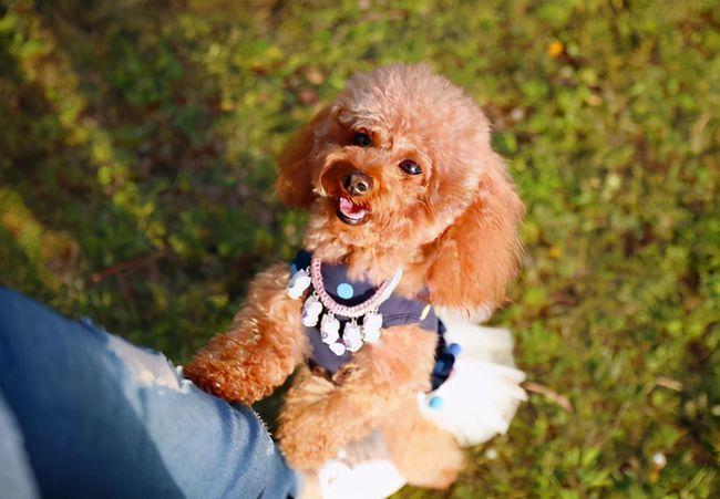 很多铲屎官都想要知道泰迪犬有没有认主？从哪些方面看呢？