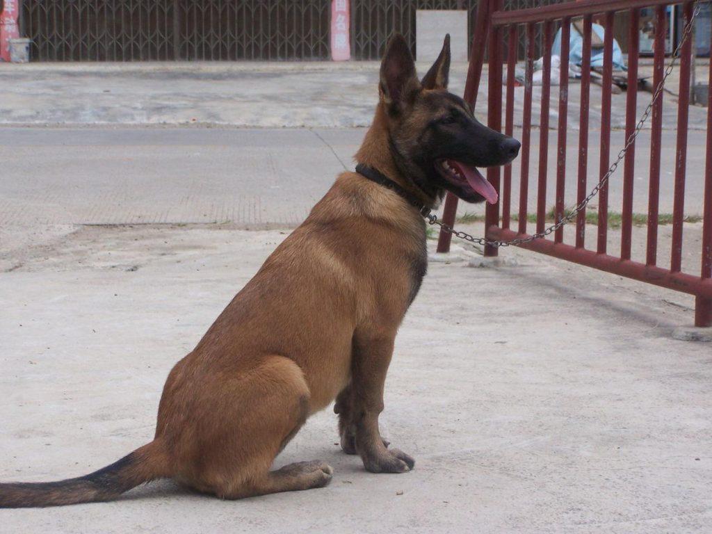 怎样喂养马犬？马犬喂养的注意事项分享