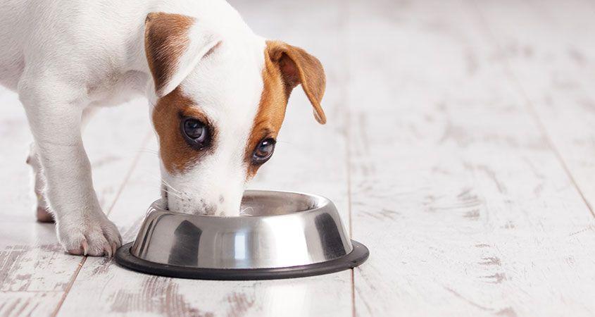 常见的狗粮品种有哪些？有什么不同？该如何挑选合适的狗粮给狗狗？
