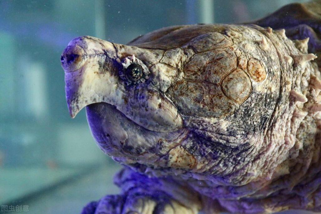 北美鳄龟和佛鳄有什么特点？浅谈北美鳄龟和佛鳄的特点