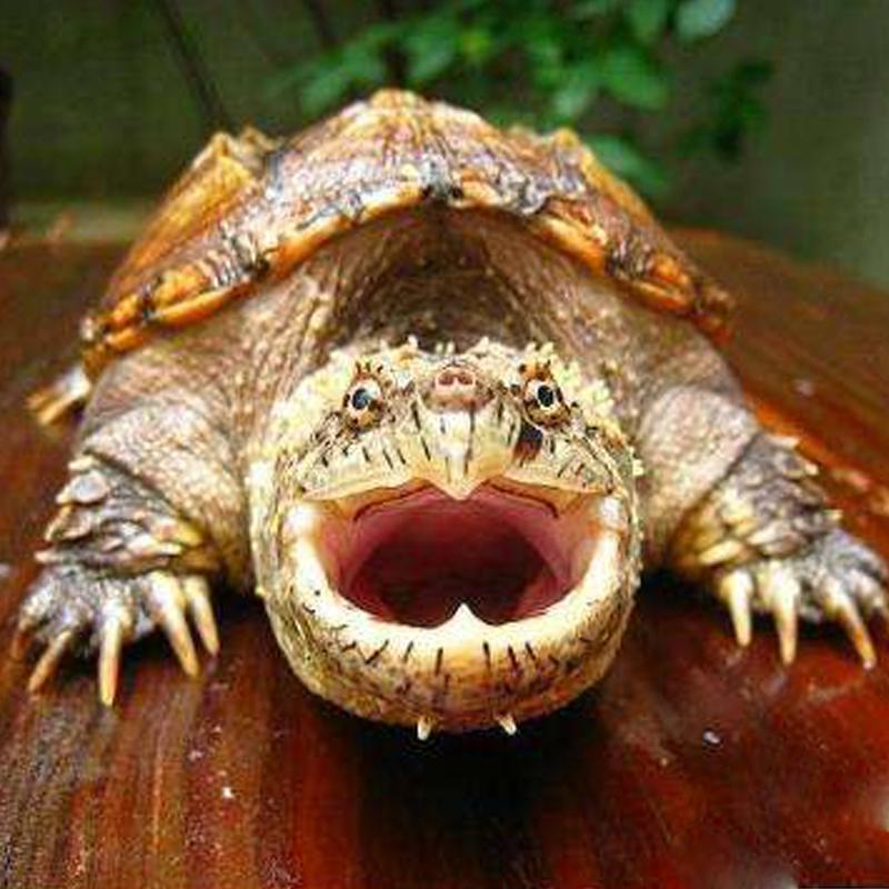 谈谈佛鳄龟，鳄龟是人类文明的见证者，附有佛鳄龟饲养指南