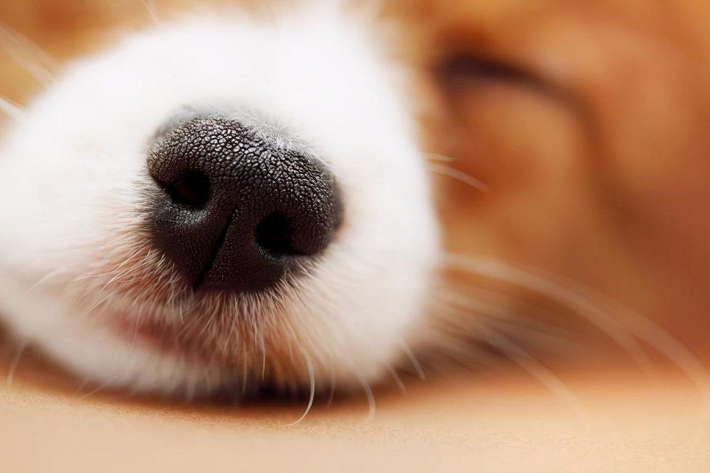 狗狗鼻子为什么会湿润？狗鼻子干怎么办？