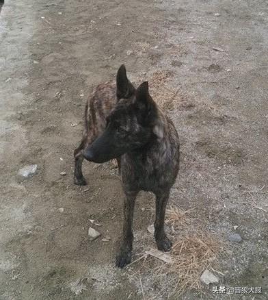 狗来打狗,人来咬人?训练一条马犬做私人保镖 狗来打狗,人来咬人?训练一条马犬做私人保镖