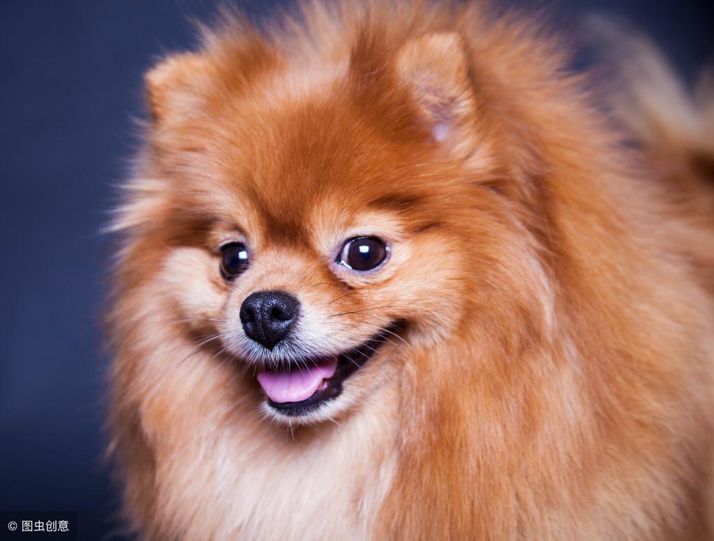 呆萌博美犬怎么样?介绍呆萌博美犬 呆萌博美犬怎么样?介绍呆萌博美犬