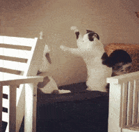 为什么要避免和猫咪对视?猫咪漂亮的眼睛传达了什么样的信号呢? 为什么要避免和猫咪对视?猫咪漂亮的眼睛传达了什么样的信号呢?