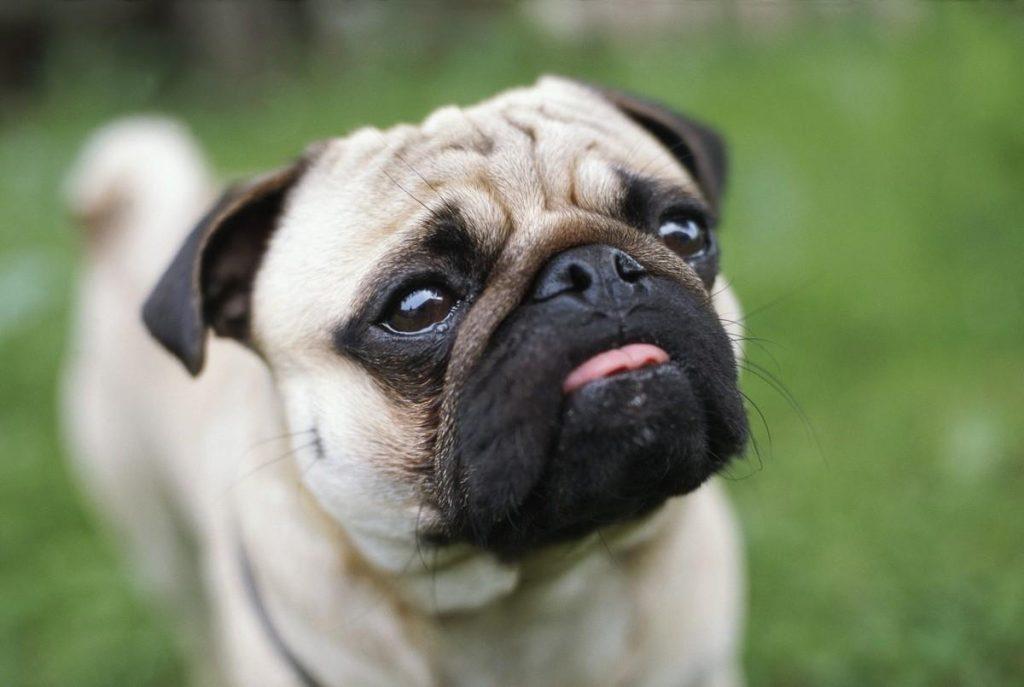 巴哥犬怎么样?巴哥犬的起源与特点介绍 巴哥犬怎么样?巴哥犬的起源与特点介绍