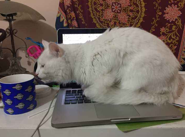 猫咪为什么总喜欢趴在键盘上？是因为猫咪太爱主人…真的别想太多