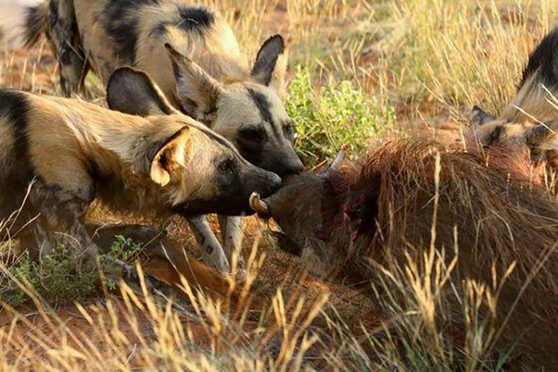 非洲大陆上捕猎成功率最高的顶级掠食者是谁？与非洲斑鬣狗齐名的三色犬