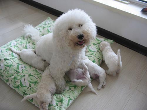 比熊犬允许铲屎官“碰”这些，说明你是它最爱的人