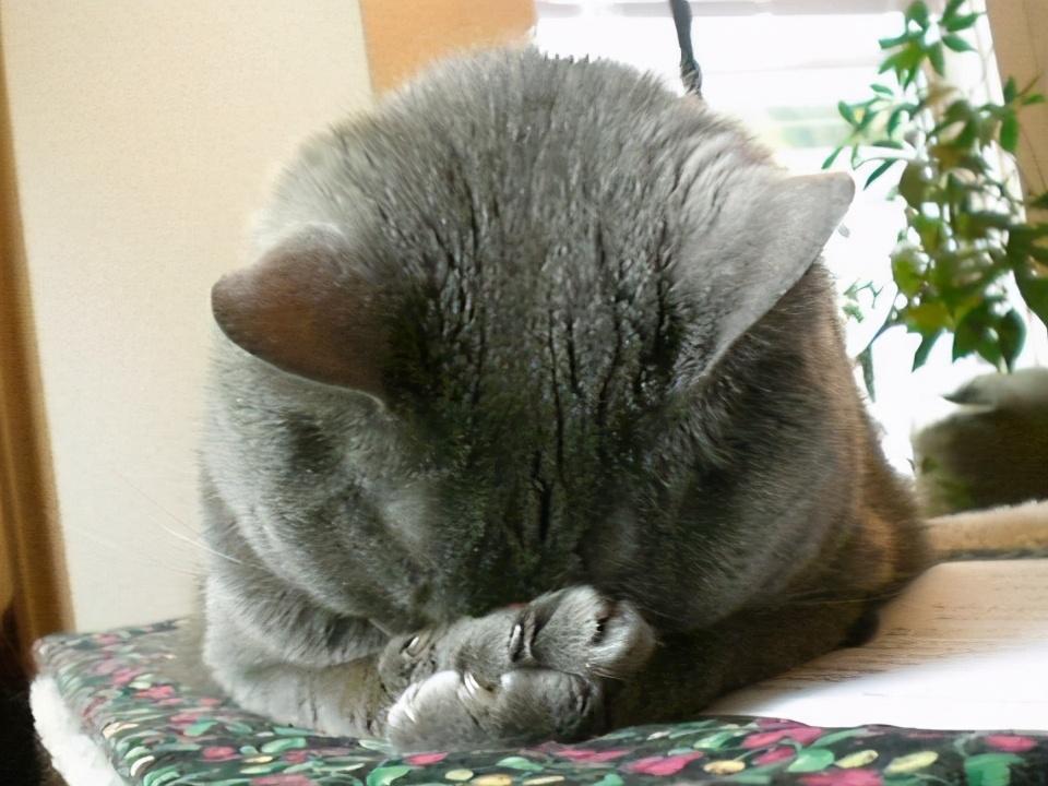 萌翻了！盘点猫咪常见的10种睡姿，你觉得哪种最可爱？