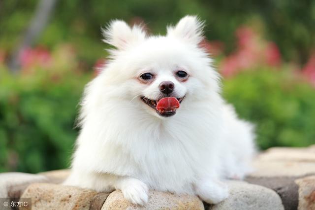 不用花钱美容,几个小妙招把博美犬打扮地漂漂亮亮 不用花钱美容,几个小妙招把博美犬打扮地漂漂亮亮