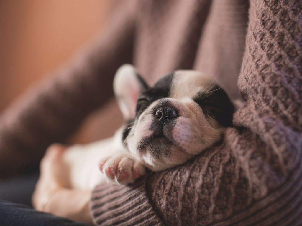 什么是犬类流感,主人该如何预防狗狗流感?不幸患上了该如何治疗 什么是犬类流感,主人该如何预防狗狗流感?不幸患上了该如何治疗