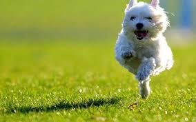 幼犬慢跑可能会终身残疾，不要让爱狗变成害狗