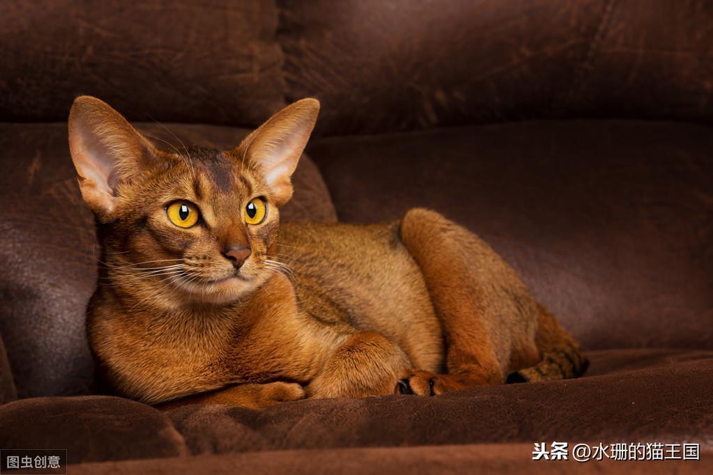 猫感觉过敏也是一种病?猫咪发病时可能会攻击主人? 猫感觉过敏也是一种病?猫咪发病时可能会攻击主人?