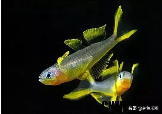 盘点最美9种观赏鱼,好想把这些美丽的鱼儿统统带回家! 盘点最美9种观赏鱼,好想把这些美丽的鱼儿统统带回家!