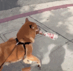 狗狗交配时为什么要连在一起?人为干预正在交配的狗狗会有什么后果? 狗狗交配时为什么要连在一起?人为干预正在交配的狗狗会有什么后果?