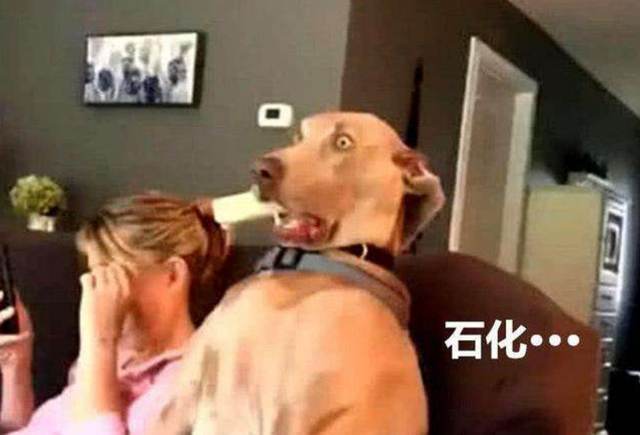 狗狗也有害怕的声音?盘点狗狗害怕的6种声音,主人要记得安抚狗狗 狗狗也有害怕的声音?盘点狗狗害怕的6种声音,主人要记得安抚狗狗