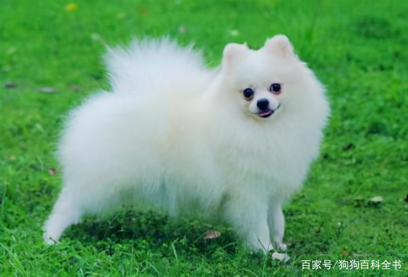 怎么去除博美泪痕?看看导致博美泪痕的原因和改善方法 怎么去除博美泪痕?看看导致博美泪痕的原因和改善方法