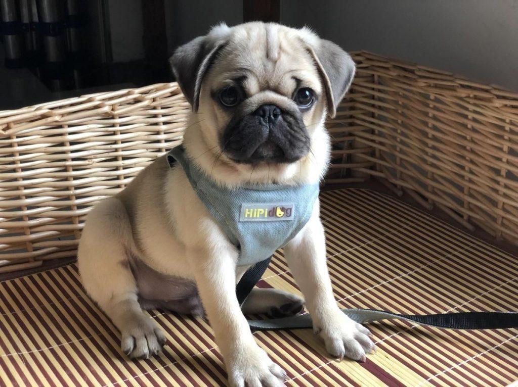 巴哥犬怎么样?巴哥犬的起源与特点介绍 巴哥犬怎么样?巴哥犬的起源与特点介绍