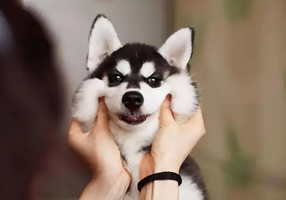 狗狗怎样才能减少掉毛?狗狗减少掉毛困扰的措施 狗狗怎样才能减少掉毛?狗狗减少掉毛困扰的措施