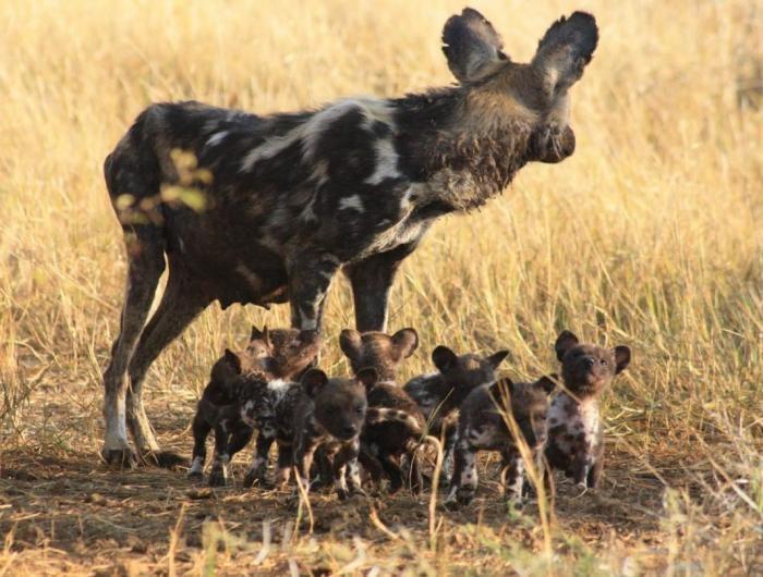 非洲大陆上捕猎成功率最高的顶级掠食者是谁？与非洲斑鬣狗齐名的三色犬