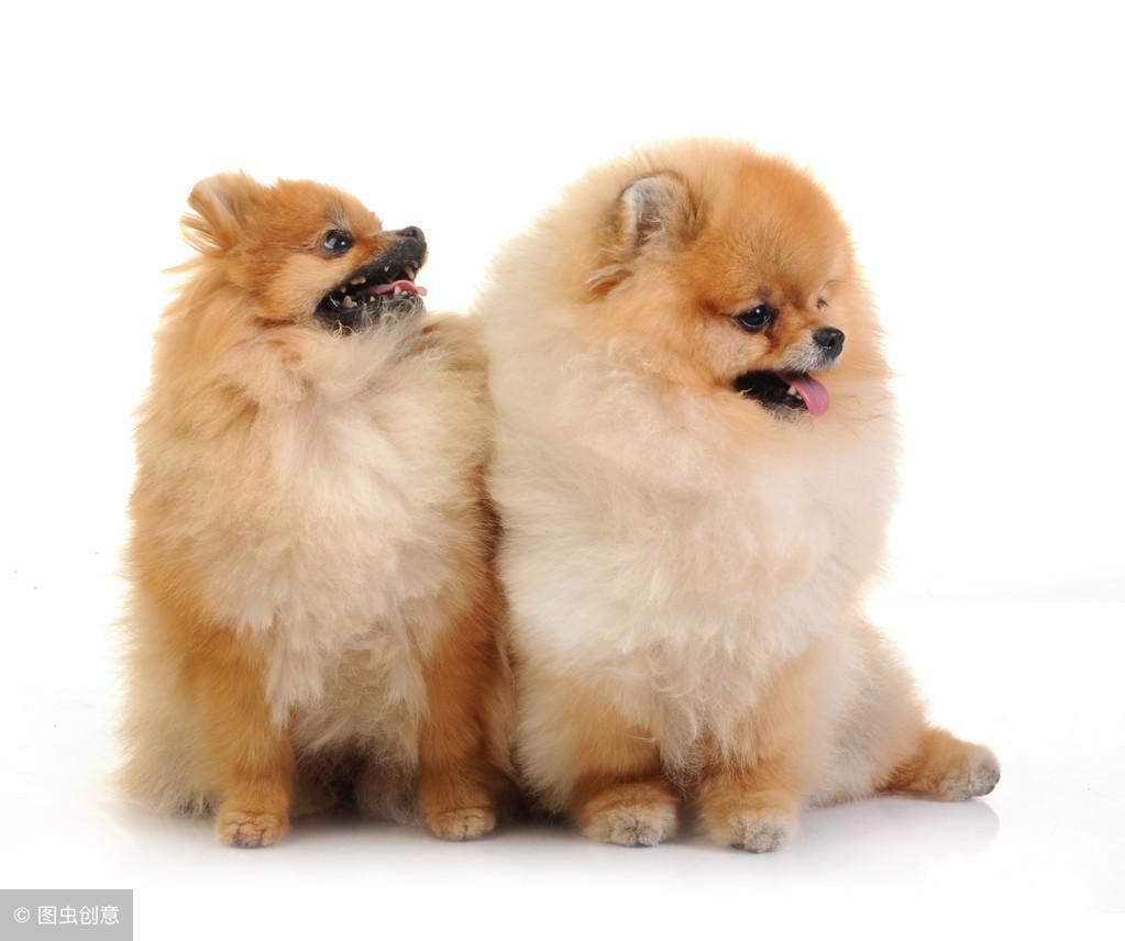 呆萌博美犬怎么样?介绍呆萌博美犬 呆萌博美犬怎么样?介绍呆萌博美犬