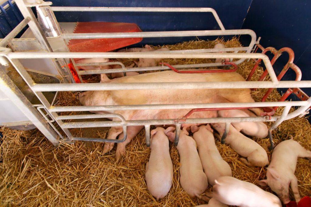 猪场里面吃奶的小猪整窝拉稀，要怎么治疗效果才会好？