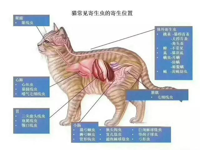 猫咪的驱虫药哪一款最好?体内外两用药不一定满足猫咪驱虫需求? 猫咪的驱虫药哪一款最好?体内外两用药不一定满足猫咪驱虫需求?