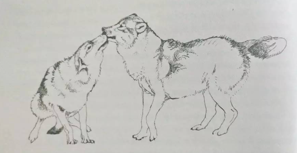 狗狗会摇尾巴，那同一个祖宗的狼是否也会有摇尾巴的习惯？