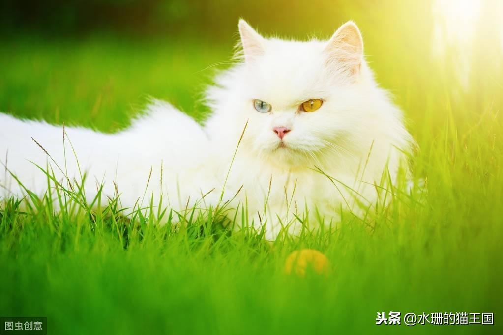 猫感觉过敏也是一种病?猫咪发病时可能会攻击主人? 猫感觉过敏也是一种病?猫咪发病时可能会攻击主人?