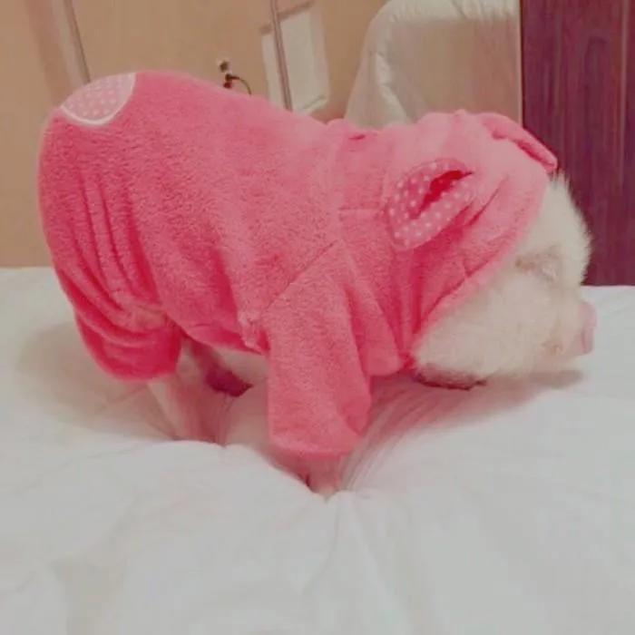 怎么判断买到的小香猪是真是假？买宠物猪要注意些什么？什么样的猪才算是健康？