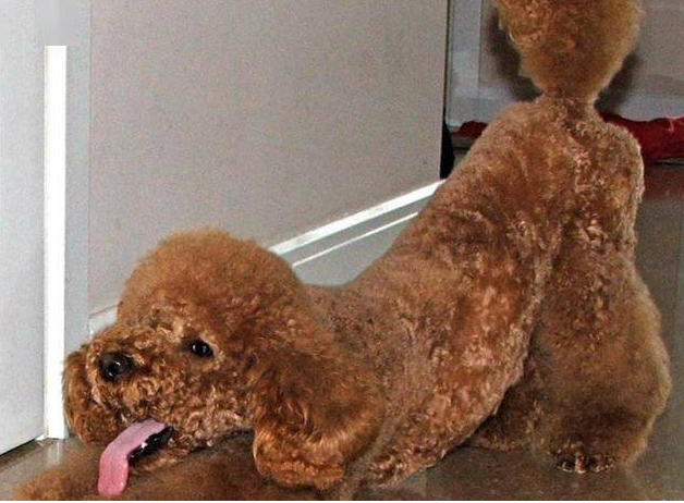 泰迪犬翘屁股、伸懒腰是想表达什么？