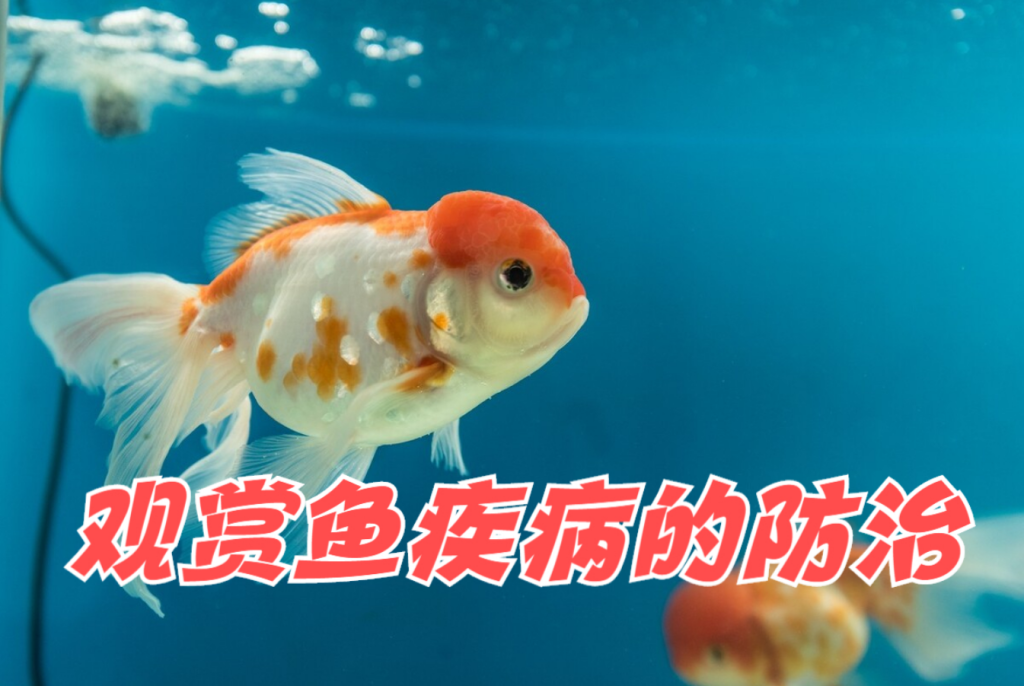 想把观赏鱼养好?几种常见的鱼儿病症及其防治方法,你一定要了解 想把观赏鱼养好?几种常见的鱼儿病症及其防治方法,你一定要了解