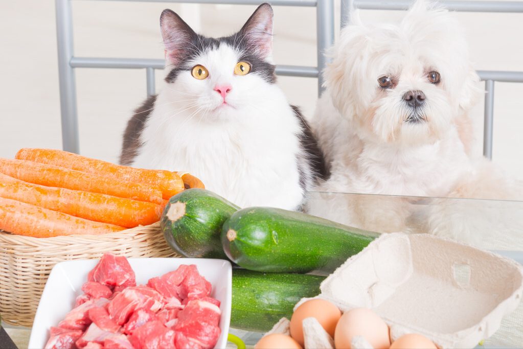 分享5种狗狗爱吃的食物，这些食物对狗狗来说就是“山珍海味”