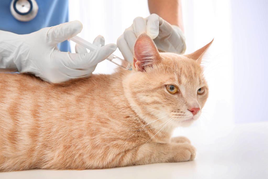 猫咪到底要不要每年都打疫苗？每年给猫咪打疫苗，其实是在害猫？