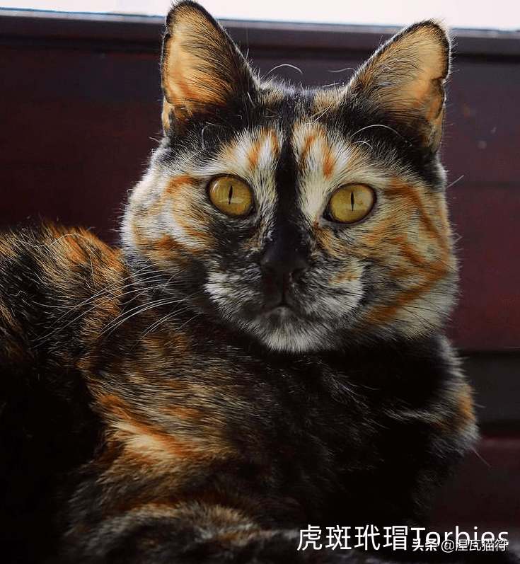 中华田园猫丨玳瑁猫的过去与现状