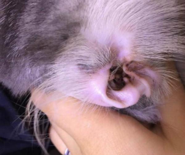 猫猫耳螨到底是怎么染上的?如何治疗猫咪的耳螨? 猫猫耳螨到底是怎么染上的?如何治疗猫咪的耳螨?