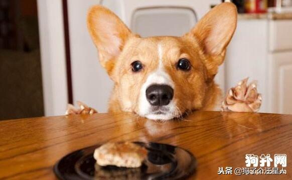 狗狗吃多了不舒服,家长应该怎么办?5点技巧帮助缓解! 狗狗吃多了不舒服,家长应该怎么办?5点技巧帮助缓解!