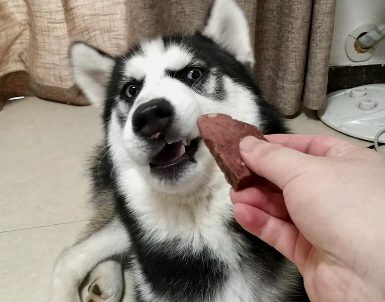 分享5种狗狗爱吃的食物，这些食物对狗狗来说就是“山珍海味”