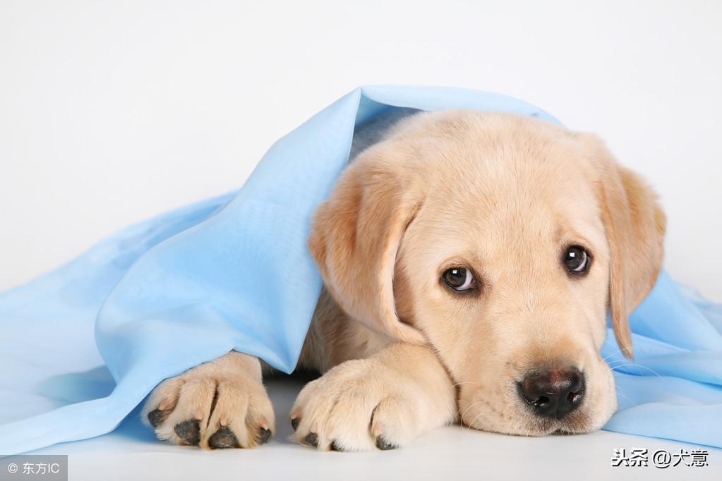 为什么有的狗狗的鼻子会发黄？狗狗的鼻子会发有两个原因