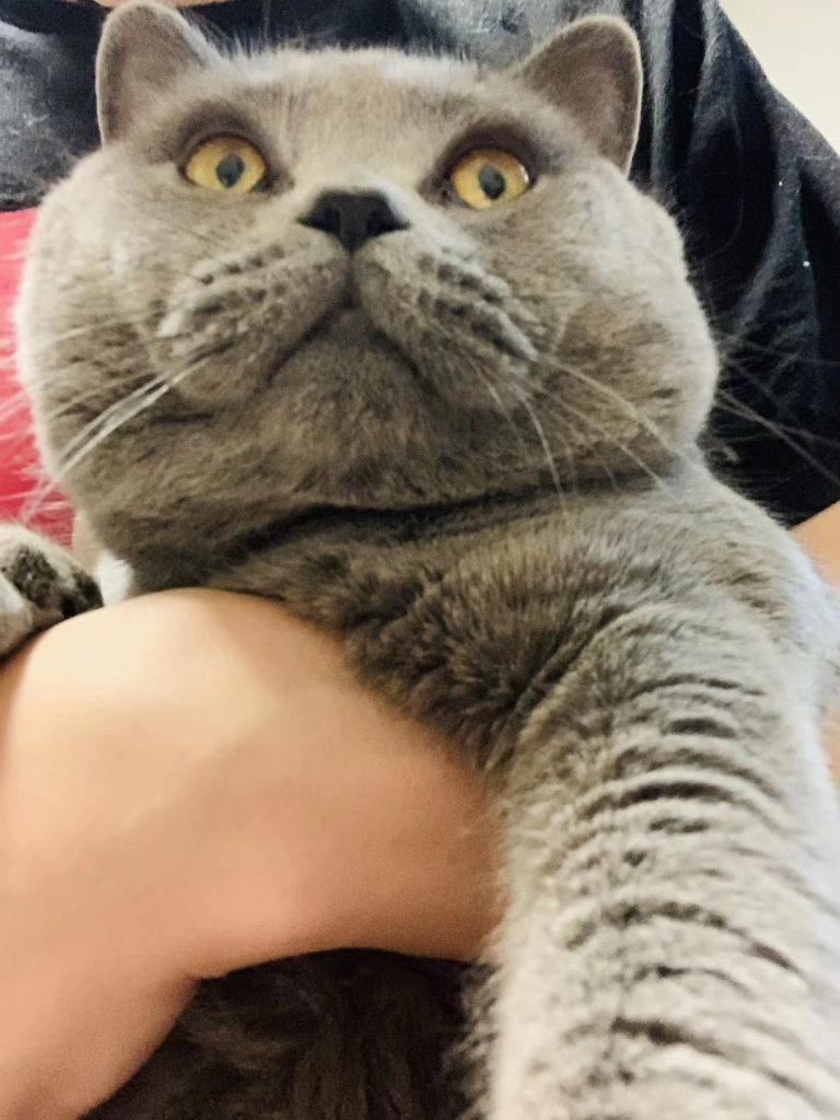 个人经验 | 2-3个月小奶猫该如何喂养? 个人经验 | 2-3个月小奶猫该如何喂养?