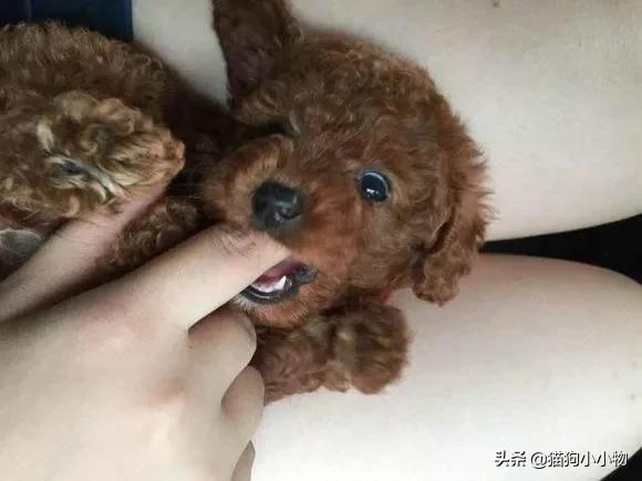 泰迪的坏毛病有很多,主人应该如何纠正泰迪这种行为?最好不要惯着它 泰迪的坏毛病有很多,主人应该如何纠正泰迪这种行为?最好不要惯着它