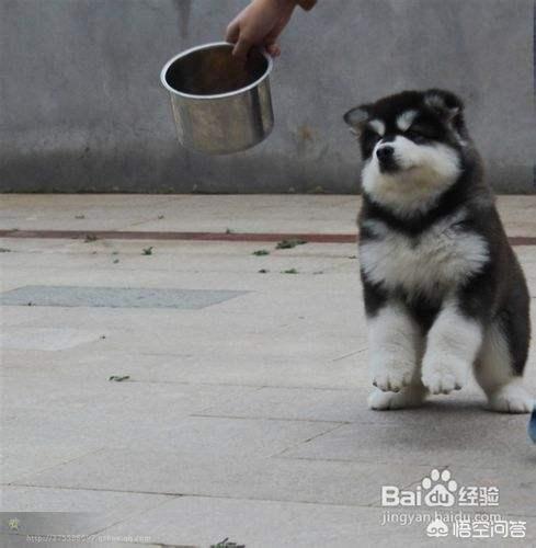 想要阿拉斯加犬听话该怎么训?以下几种训练阿拉斯加犬的方法可以试试 想要阿拉斯加犬听话该怎么训?以下几种训练阿拉斯加犬的方法可以试试