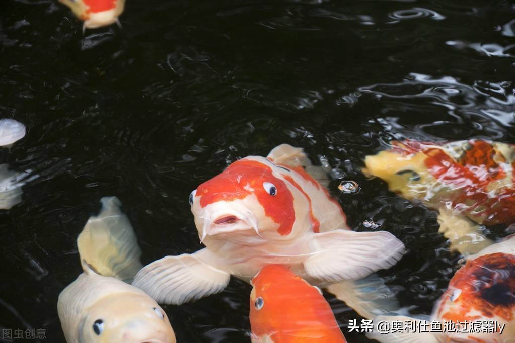 锦鲤罹患烂鳃病有什么症状?锦鲤烂鳃病的分类及防治方法 锦鲤罹患烂鳃病有什么症状?锦鲤烂鳃病的分类及防治方法