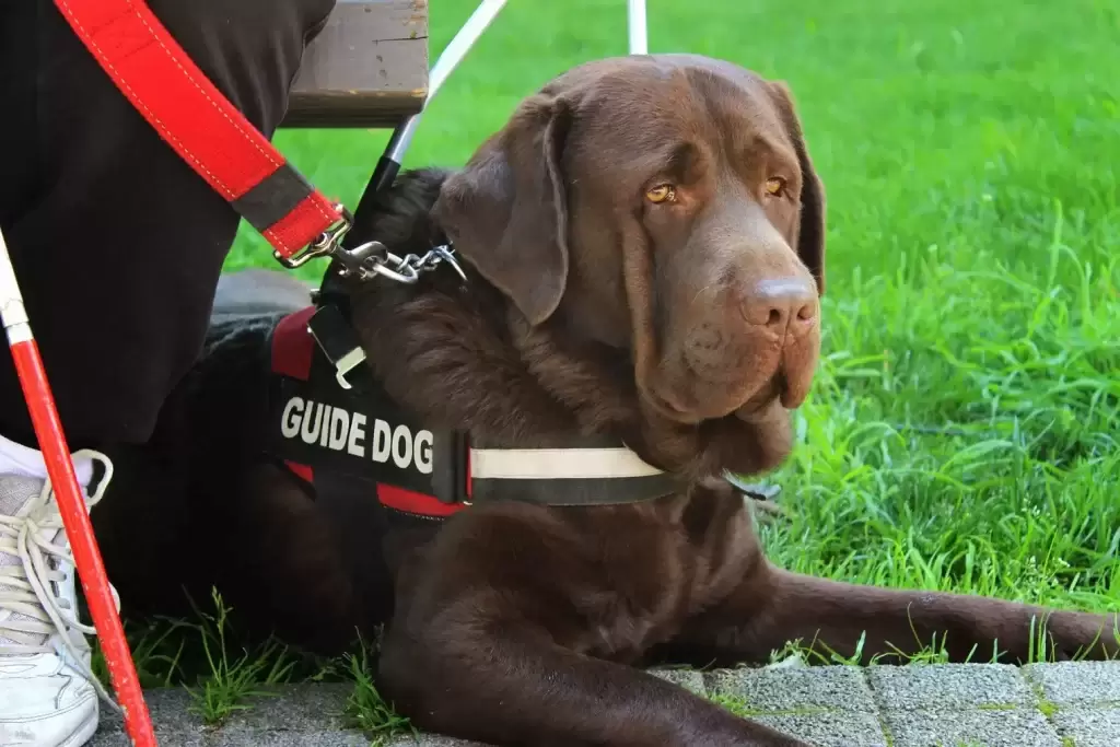 盘点8种为人类服务的狗狗:服务犬执行的任务和它们帮助的人一样多种多样! 盘点8种为人类服务的狗狗:服务犬执行的任务和它们帮助的人一样多种多样!